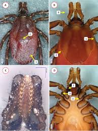 Attēlu rezultāti vaicājumam “Ixodes female”