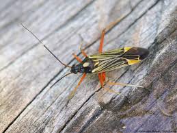 Attēlu rezultāti vaicājumam “Miridae”