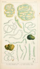 Attēlu rezultāti vaicājumam “Nostoc commune cells”