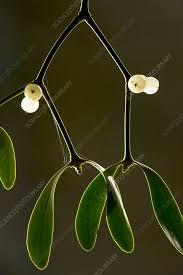 Attēlu rezultāti vaicājumam “Viscum album”