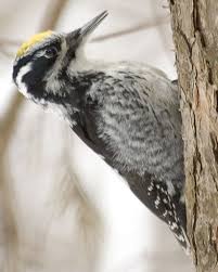 Attēlu rezultāti vaicājumam “Picoides tridactylus adult”