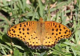 Attēlu rezultāti vaicājumam “Argynnis aglaja upperside”