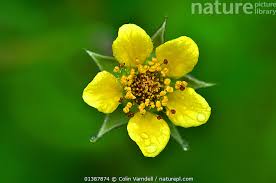 Attēlu rezultāti vaicājumam “Geum urbanum flower”