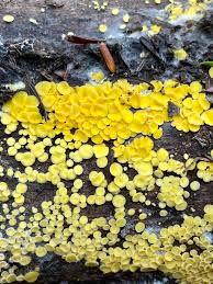 Attēlu rezultāti vaicājumam “Bisporella citrina”