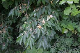 Attēlu rezultāti vaicājumam “Lonicera tatarica bud”