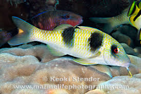 Image result for Parupeneus trifasciatus