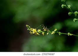 Attēlu rezultāti vaicājumam “Agrimonia pilosa bud”