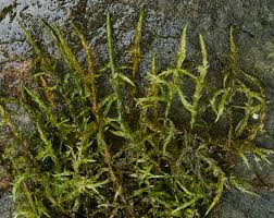 Attēlu rezultāti vaicājumam “Calliergon megalophyllum”