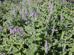 Attēlu rezultāti vaicājumam “Arthonia byssacea”