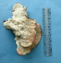 Attēlu rezultāti vaicājumam “Leptoporus mollis”