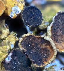 Attēlu rezultāti vaicājumam “Xanthoriicola physciae”