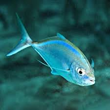 Image result for Caranx ruber