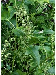 Attēlu rezultāti vaicājumam “Chenopodium acerifolium”