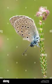 Attēlu rezultāti vaicājumam “Maculinea alcon”