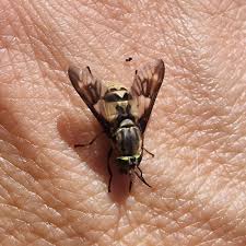 Attēlu rezultāti vaicājumam “Heptatoma pellucens”