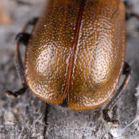 Attēlu rezultāti vaicājumam “Lochmaea caprea”