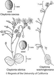 Attēlu rezultāti vaicājumam “Claytonia sibirica flower”