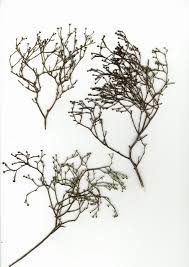 Attēlu rezultāti vaicājumam “Thesium ebracteatum”