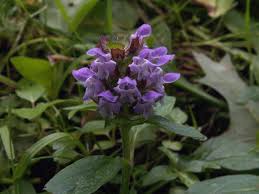 Attēlu rezultāti vaicājumam “Labiatae”