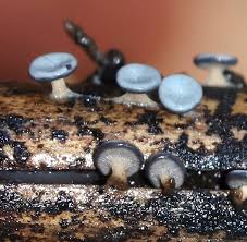 Attēlu rezultāti vaicājumam “Diderma radiatum plasmodium”