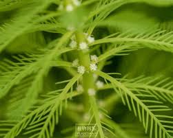 「粉綠狐尾藻」的圖片搜尋結果