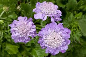Image result for Scabiosa columbaria