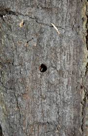 Attēlu rezultāti vaicājumam “Plagionotus detritus imago”