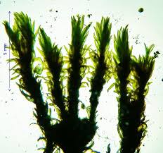 Attēlu rezultāti vaicājumam “Tortella inclinata”