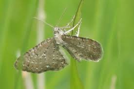 Attēlu rezultāti vaicājumam “Eupithecia satyrata”