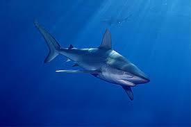 Image result for Carcharhinus galapagensis