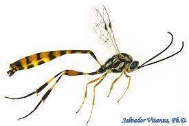 Attēlu rezultāti vaicājumam “Ichneumonidae”