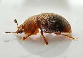 Attēlu rezultāti vaicājumam “Cychramus variegatus”