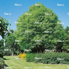 Attēlu rezultāti vaicājumam “Tilia platyphyllos Laciniata”