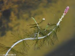 Attēlu rezultāti vaicājumam “Myriophyllum spicatum”
