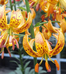 Attēlu rezultāti vaicājumam “Lilium martagon flower”