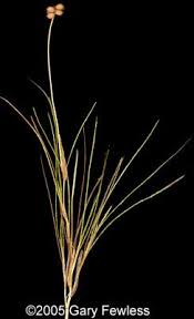 Attēlu rezultāti vaicājumam “Stuckenia filiformis bud”