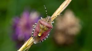 Attēlu rezultāti vaicājumam “Dolycoris baccarum”