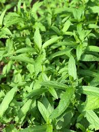 Attēlu rezultāti vaicājumam “Stachys palustris leaf”