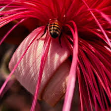 Attēlu rezultāti vaicājumam “Diderma globosum sessile”