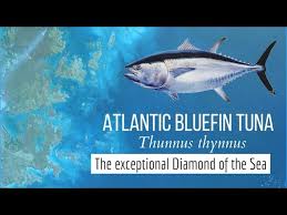 Image result for Thunnus thynnus