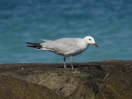Image result for Larus audouinii