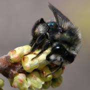 Attēlu rezultāti vaicājumam “Andrena”