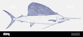 Image result for Istiophorus platypterus