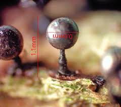 Attēlu rezultāti vaicājumam “Lamproderma pulchellum spores”