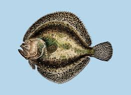 Image result for Epinephelus morio