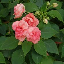 Image result for Impatiens walleriana