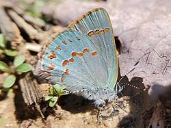 Attēlu rezultāti vaicājumam “Epirranthis diversata imago”