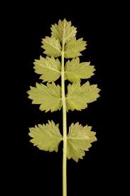 Attēlu rezultāti vaicājumam “Pimpinella saxifraga leaf”