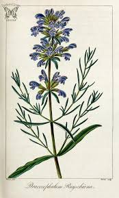 Attēlu rezultāti vaicājumam “Dracocephalum ruyschiana”