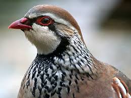 Attēlu rezultāti vaicājumam “Galliformes”